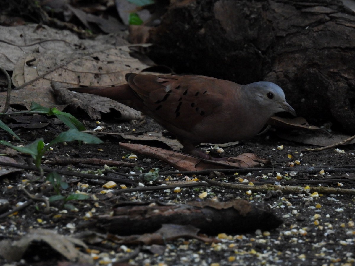 Ruddy Ground Dove - ML538689411