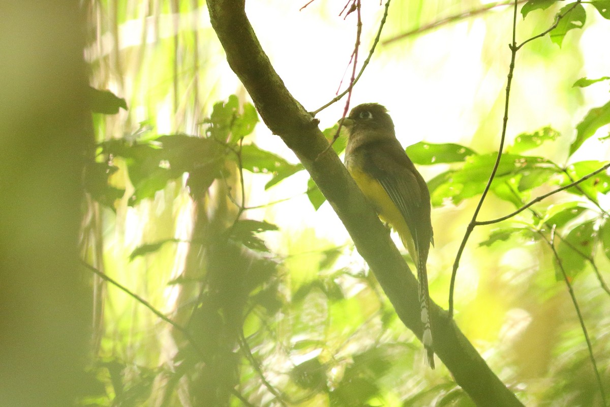 Atlantic Black-throated Trogon (Southern) - ML538689691