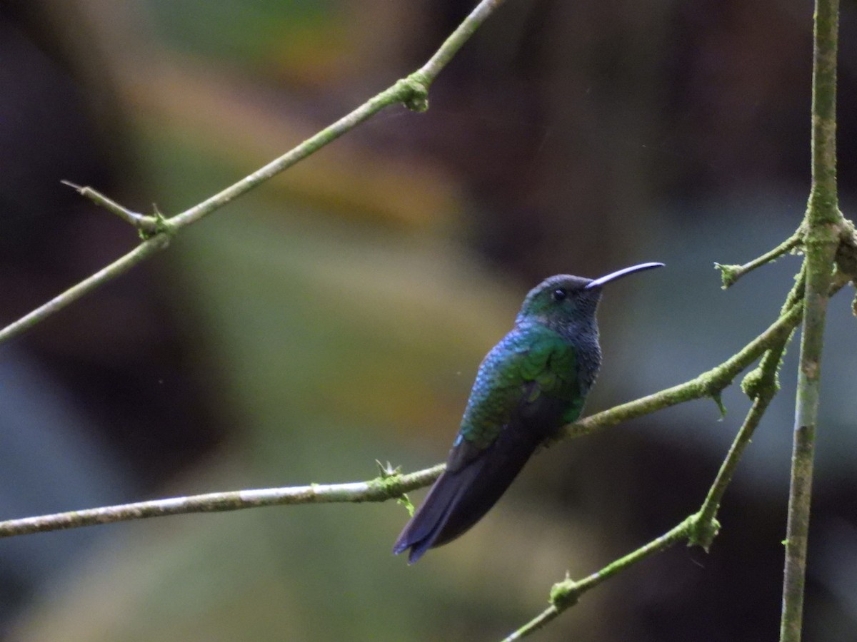 Blauschwanz-Buffonkolibri - ML538692831