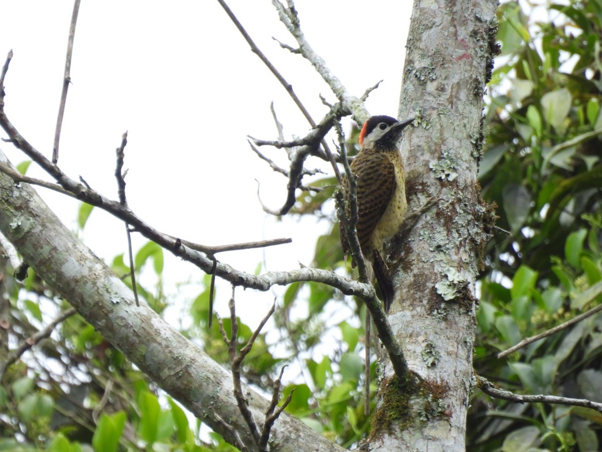 Spot-breasted Woodpecker - Duke Tufty