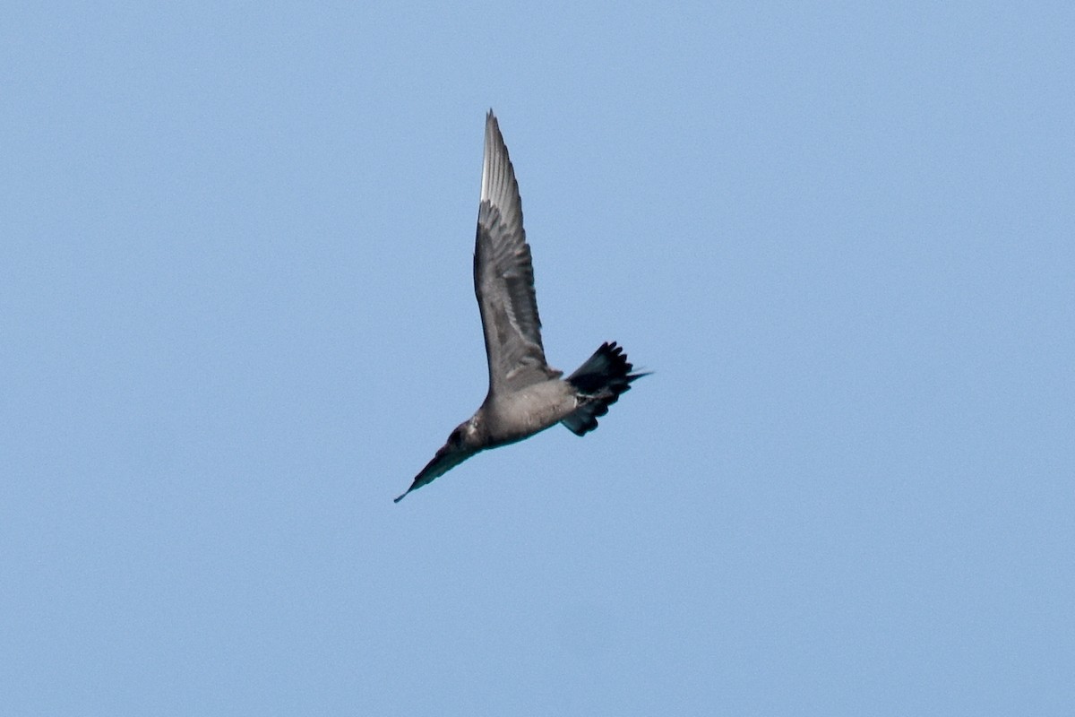 Parasitic Jaeger - Geoffrey Groom