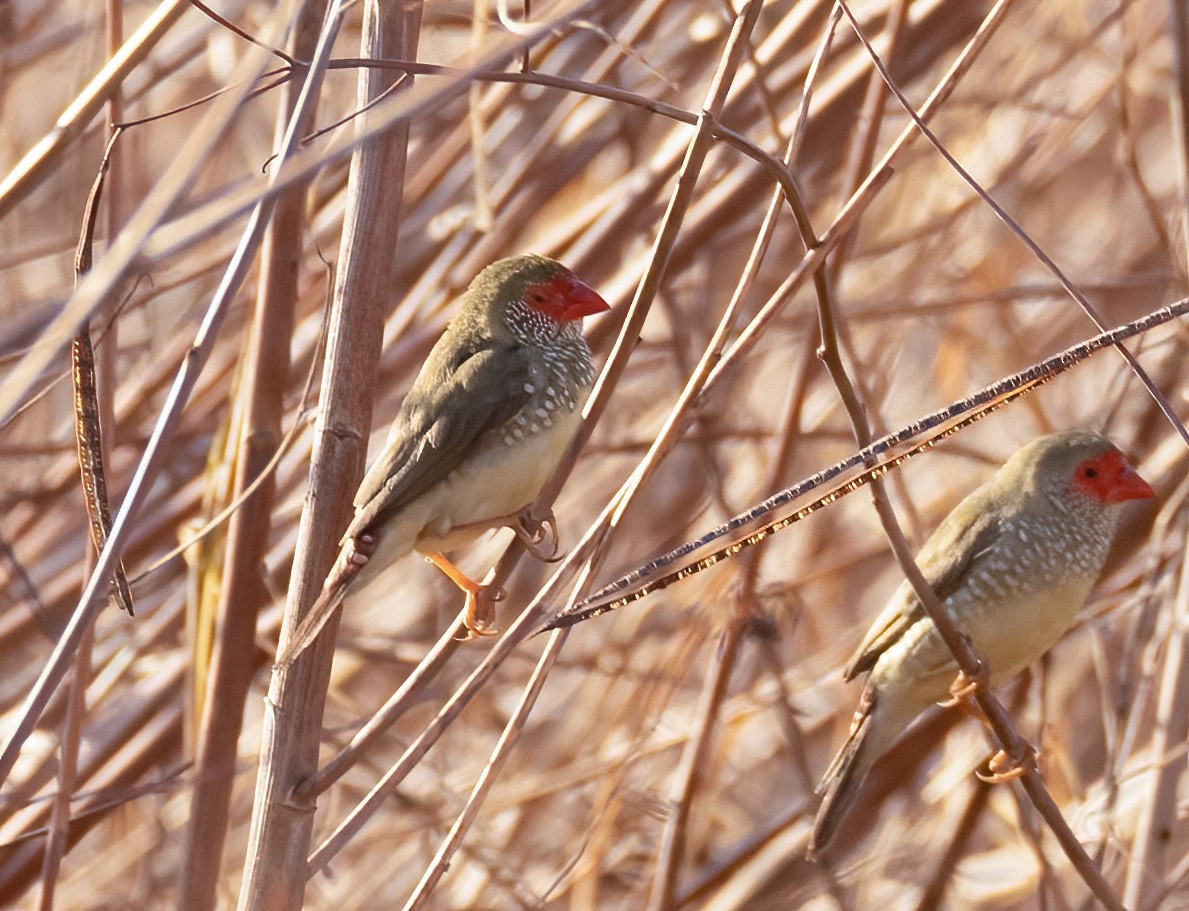 Star Finch - ML538695621