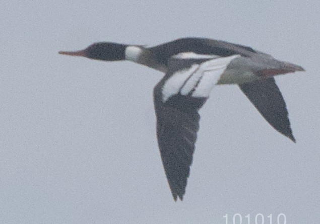 Red-breasted Merganser - ML538696121