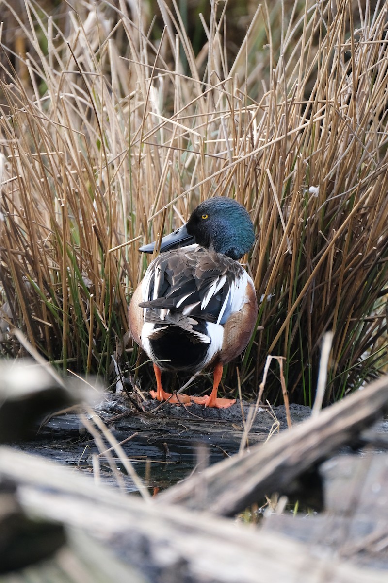 Northern Shoveler - ML538696401