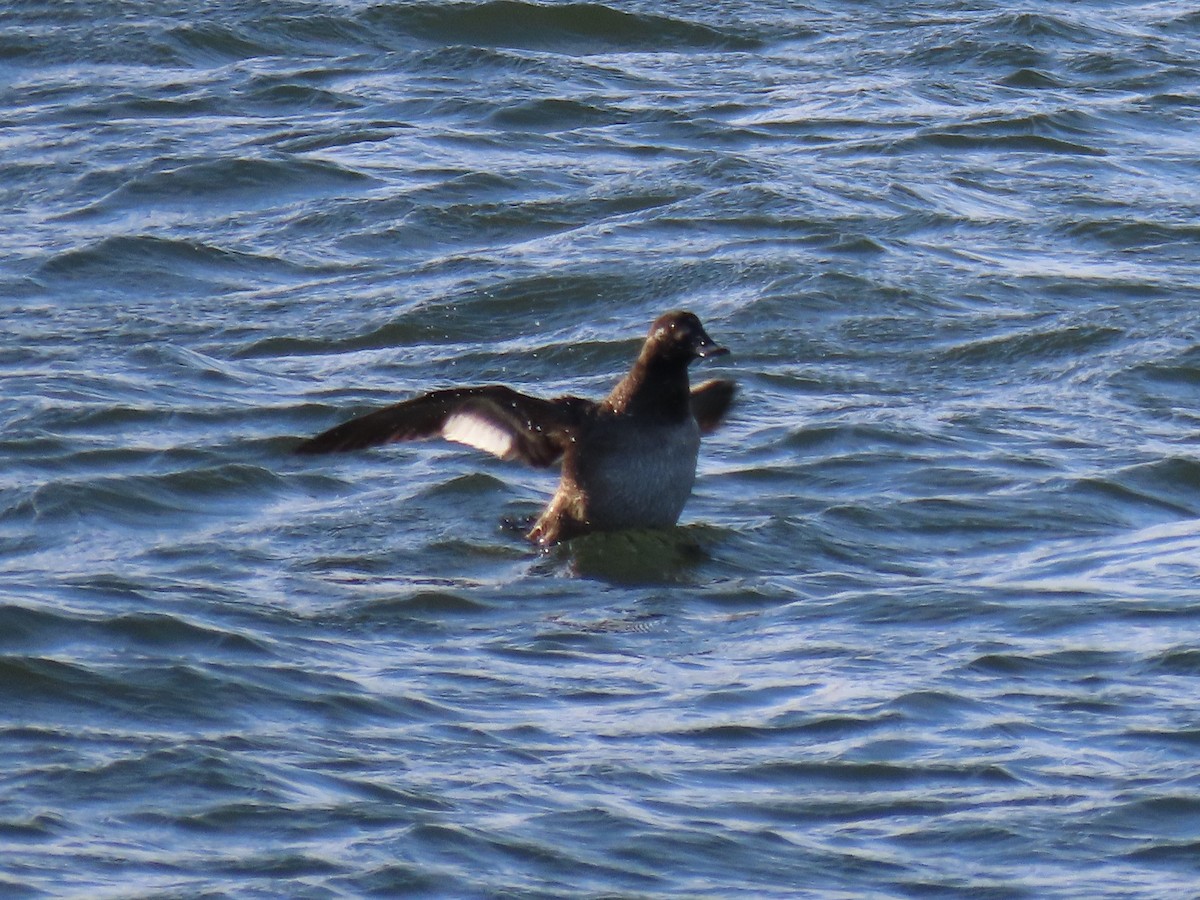 White-winged Scoter - ML538699111