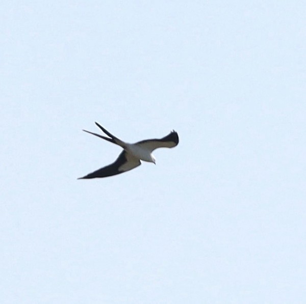 Swallow-tailed Kite - ML538699421