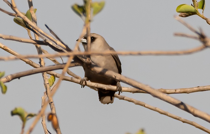 Black-faced Woodswallow - ML538701031