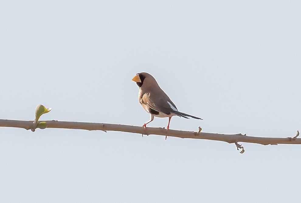 Masked Finch - ML538701131