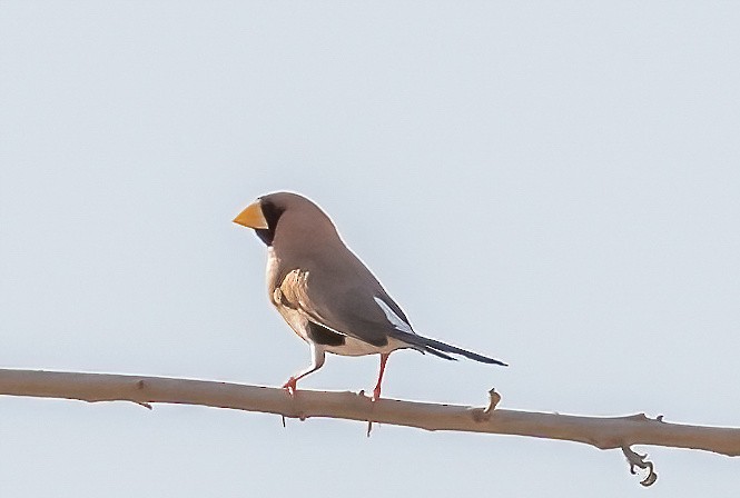 Masked Finch - ML538701271