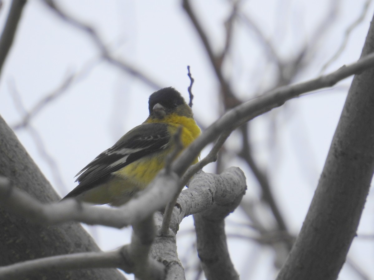 Lesser Goldfinch - ML538701851