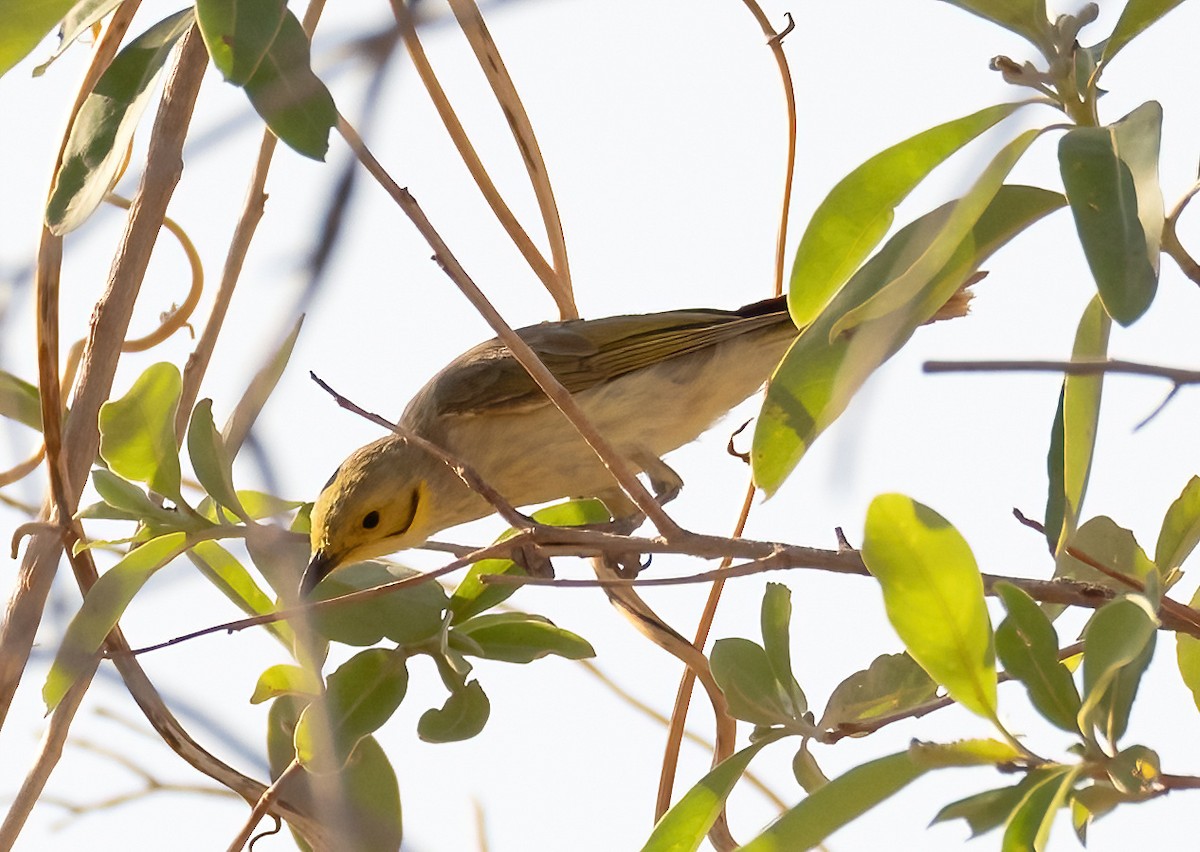 Yellow-tinted Honeyeater - ML538702181