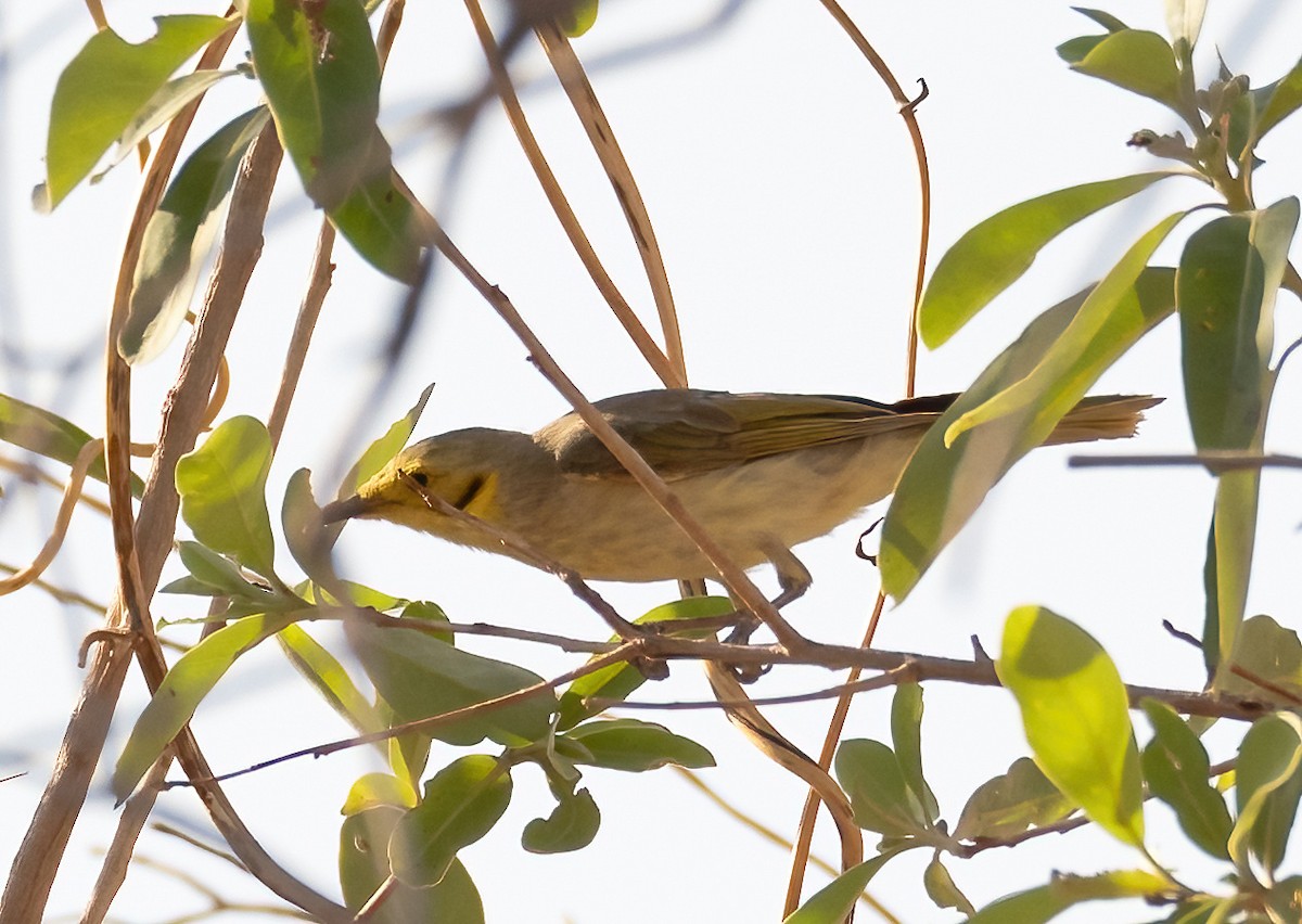 Yellow-tinted Honeyeater - ML538702261