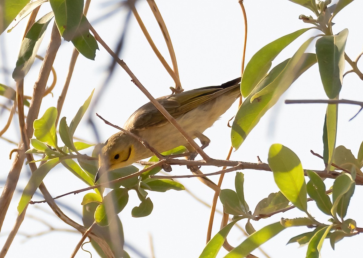 Yellow-tinted Honeyeater - ML538702331