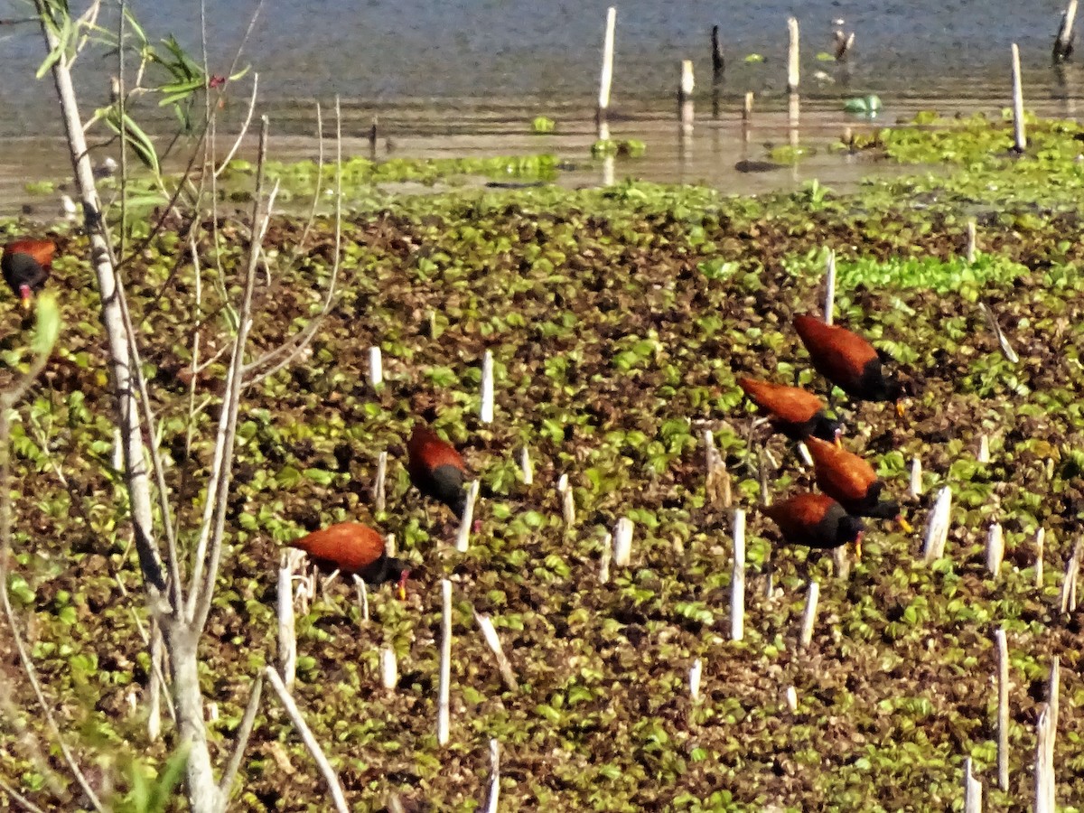 Wattled Jacana - ADRIAN GRILLI