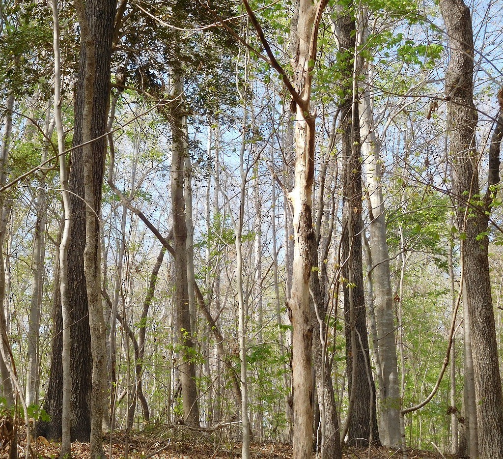 Barred Owl - ML53870491