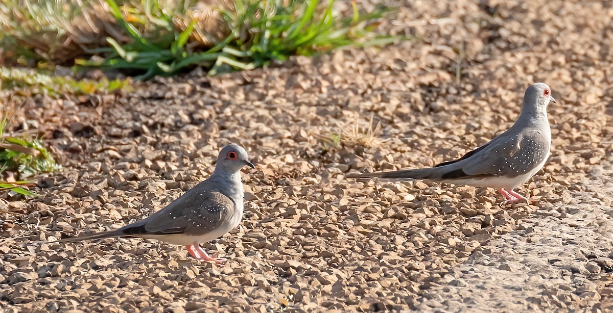 Diamond Dove - Robert Bochenek