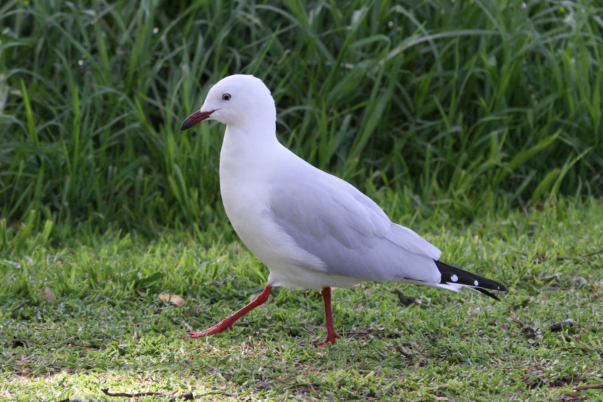 Silver Gull (Silver) - Margot Oorebeek