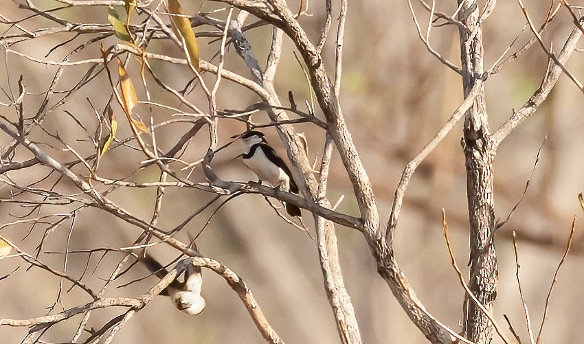 Banded Honeyeater - ML538706401