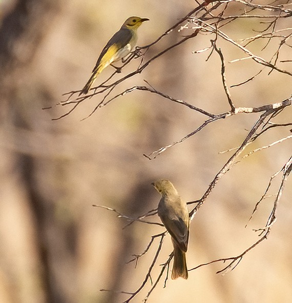 Yellow-tinted Honeyeater - ML538706521