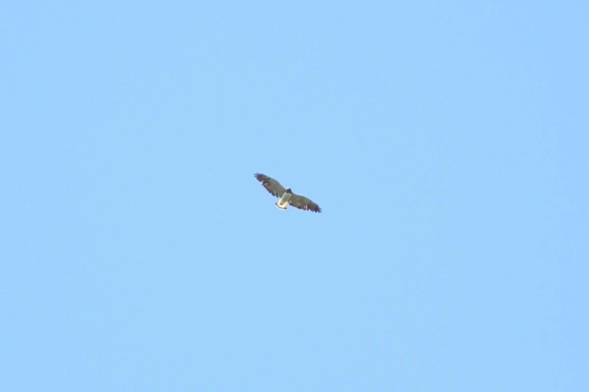 White-tailed Hawk - ML538706641