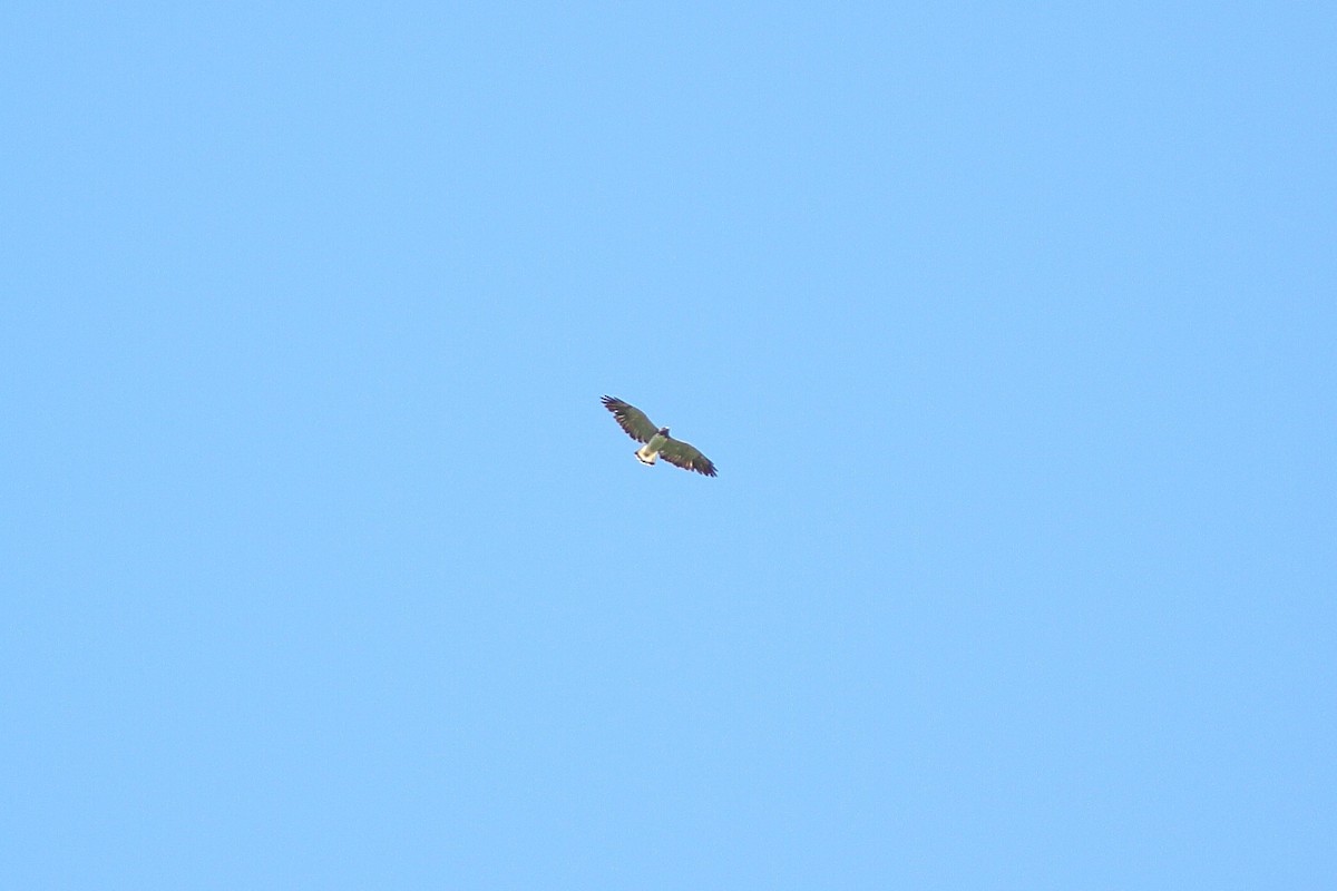 White-tailed Hawk - ML538706651
