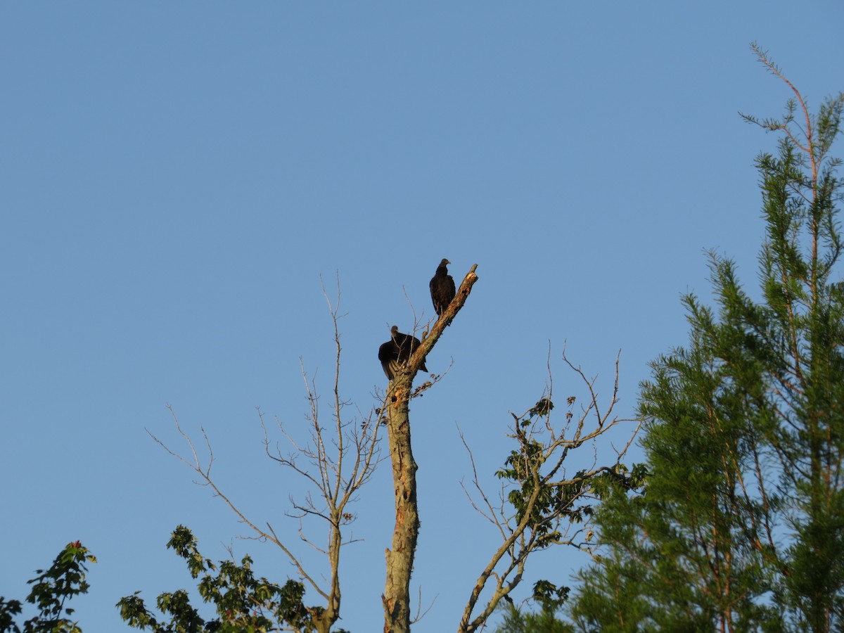 Black Vulture - ML53870721