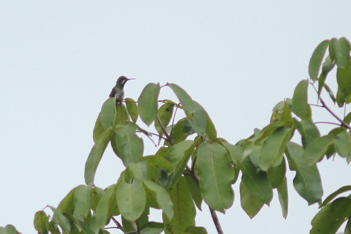 kolibřík pálkoocasý - ML538707211