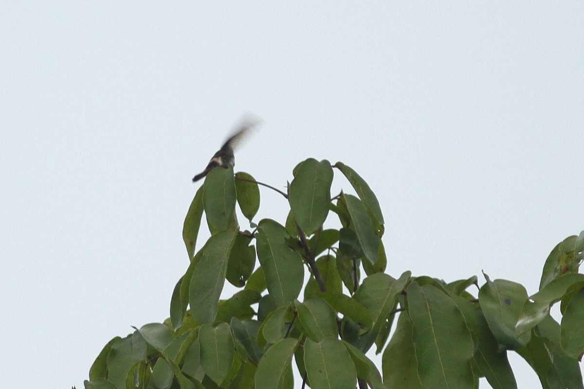 kolibřík pálkoocasý - ML538707221