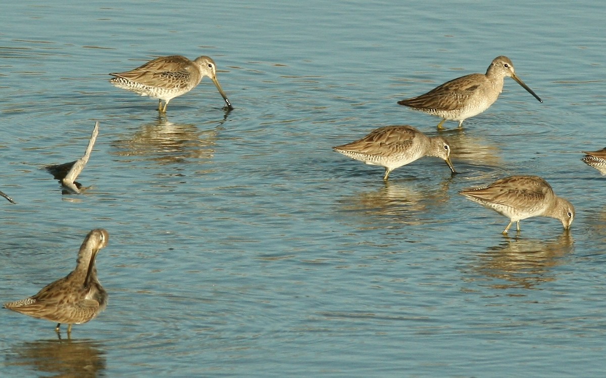 eBird Checklist - 16 Feb 2010 - Finney Lake - 32 species