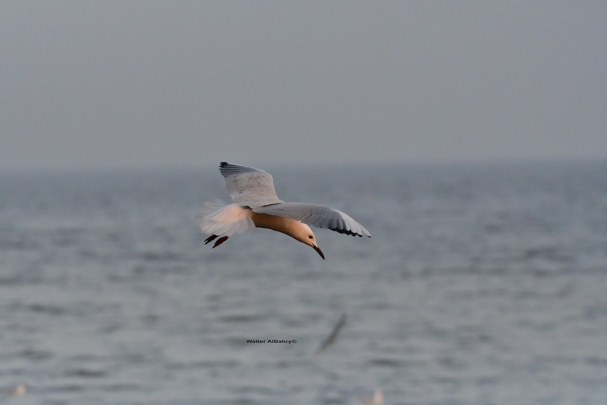 Slender-billed Gull - Watter AlBahry