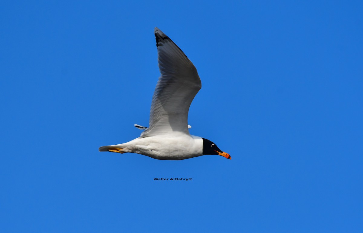 Pallas's Gull - Watter AlBahry