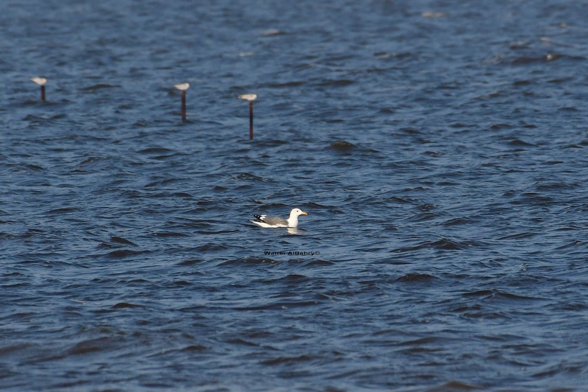 Yellow-legged Gull - ML538707921