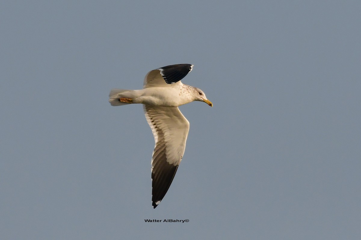 Lesser Black-backed Gull (fuscus) - Watter AlBahry