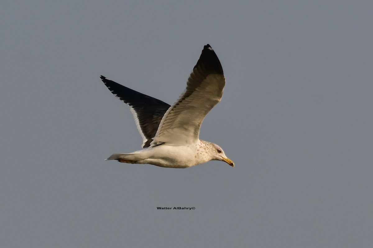 Lesser Black-backed Gull (fuscus) - Watter AlBahry