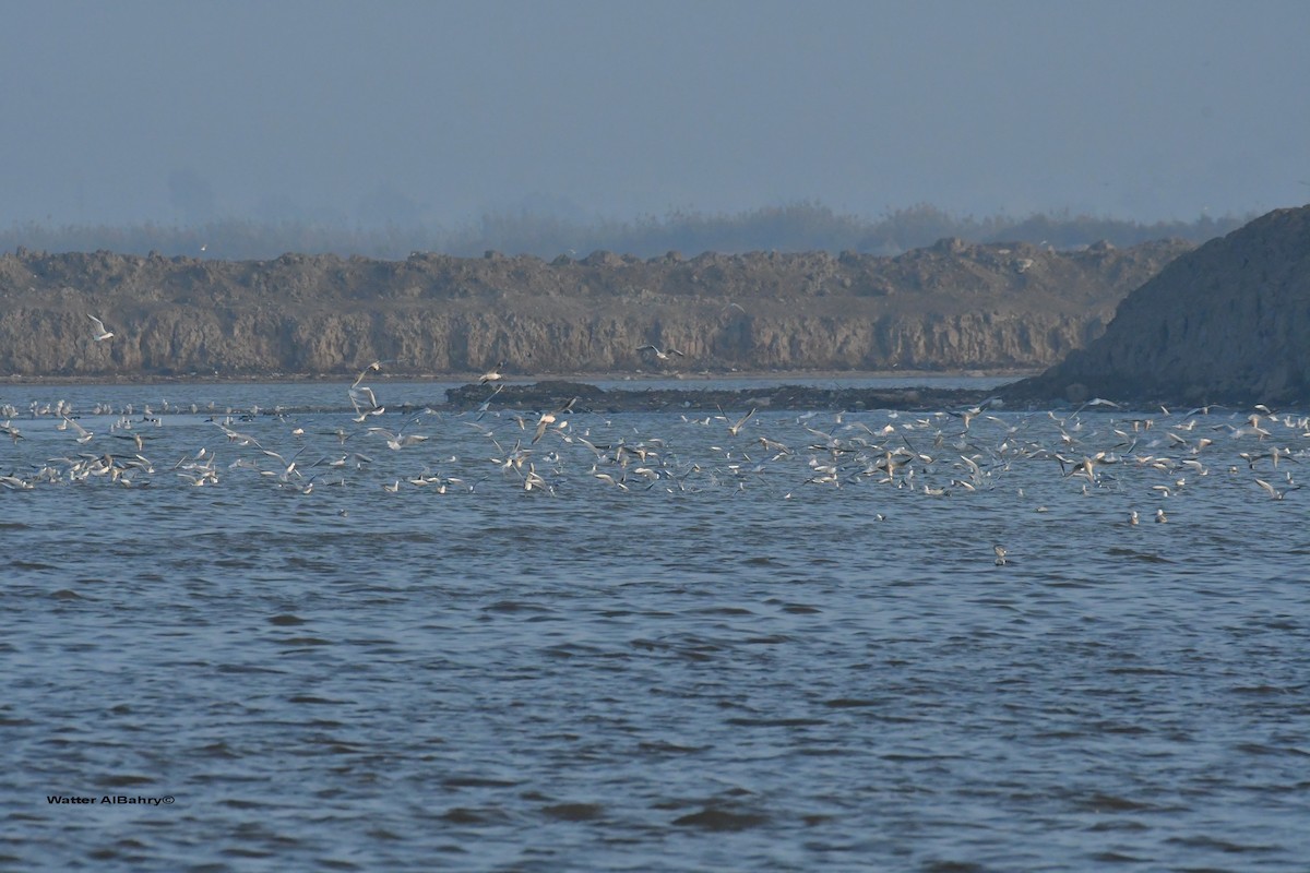 Slender-billed Gull - ML538708481