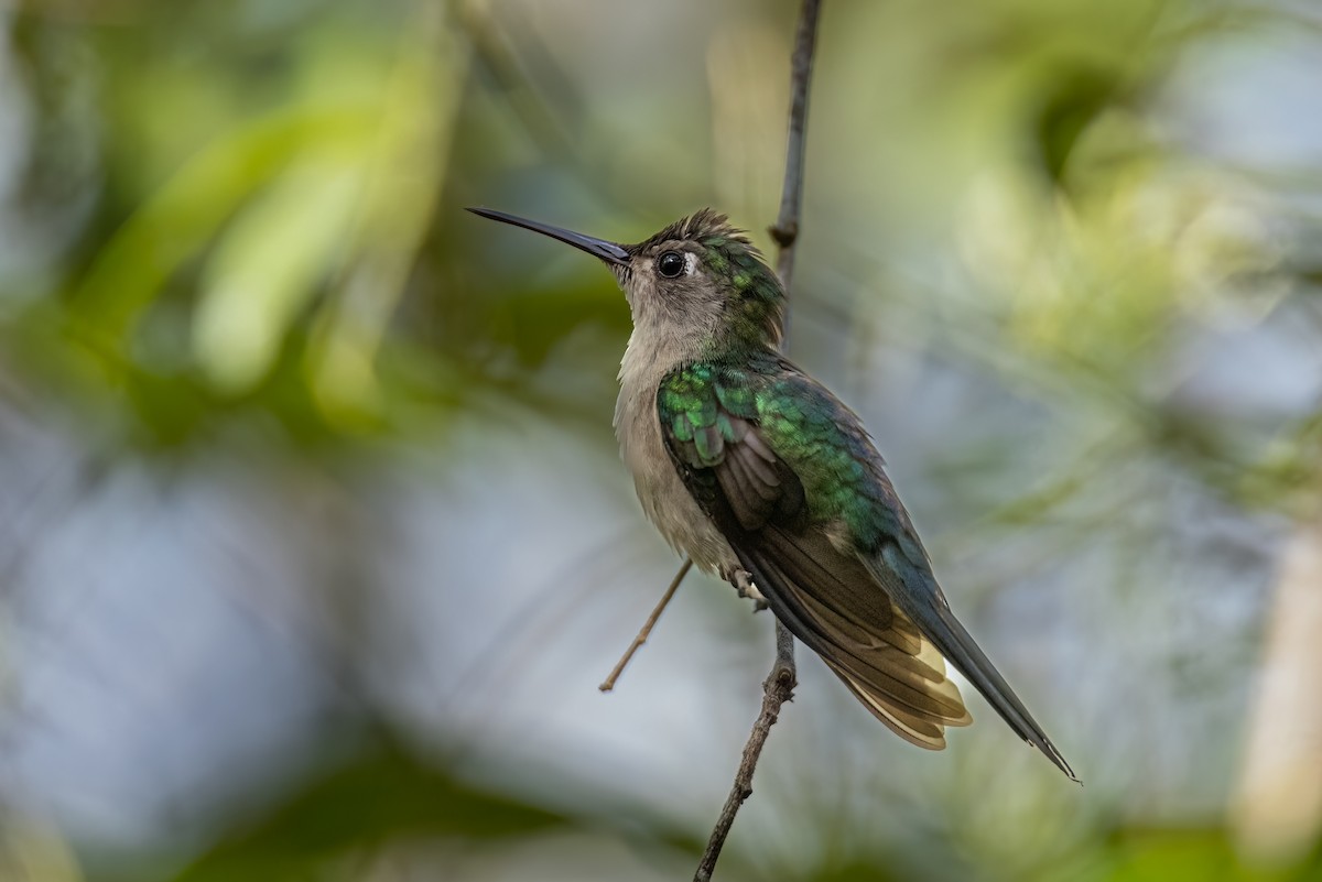 Wedge-tailed Sabrewing - Edward Boyd