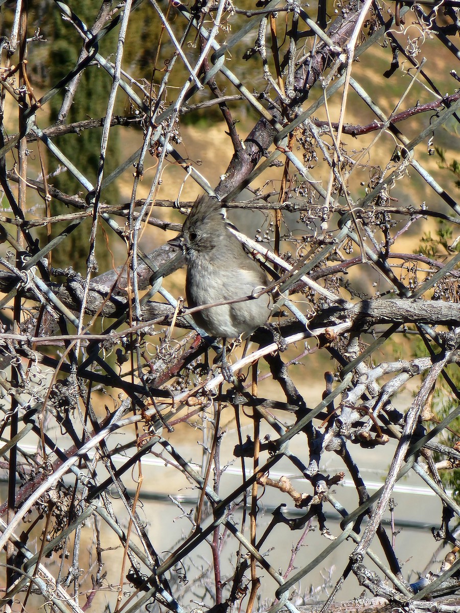 Oak Titmouse - ML538709971