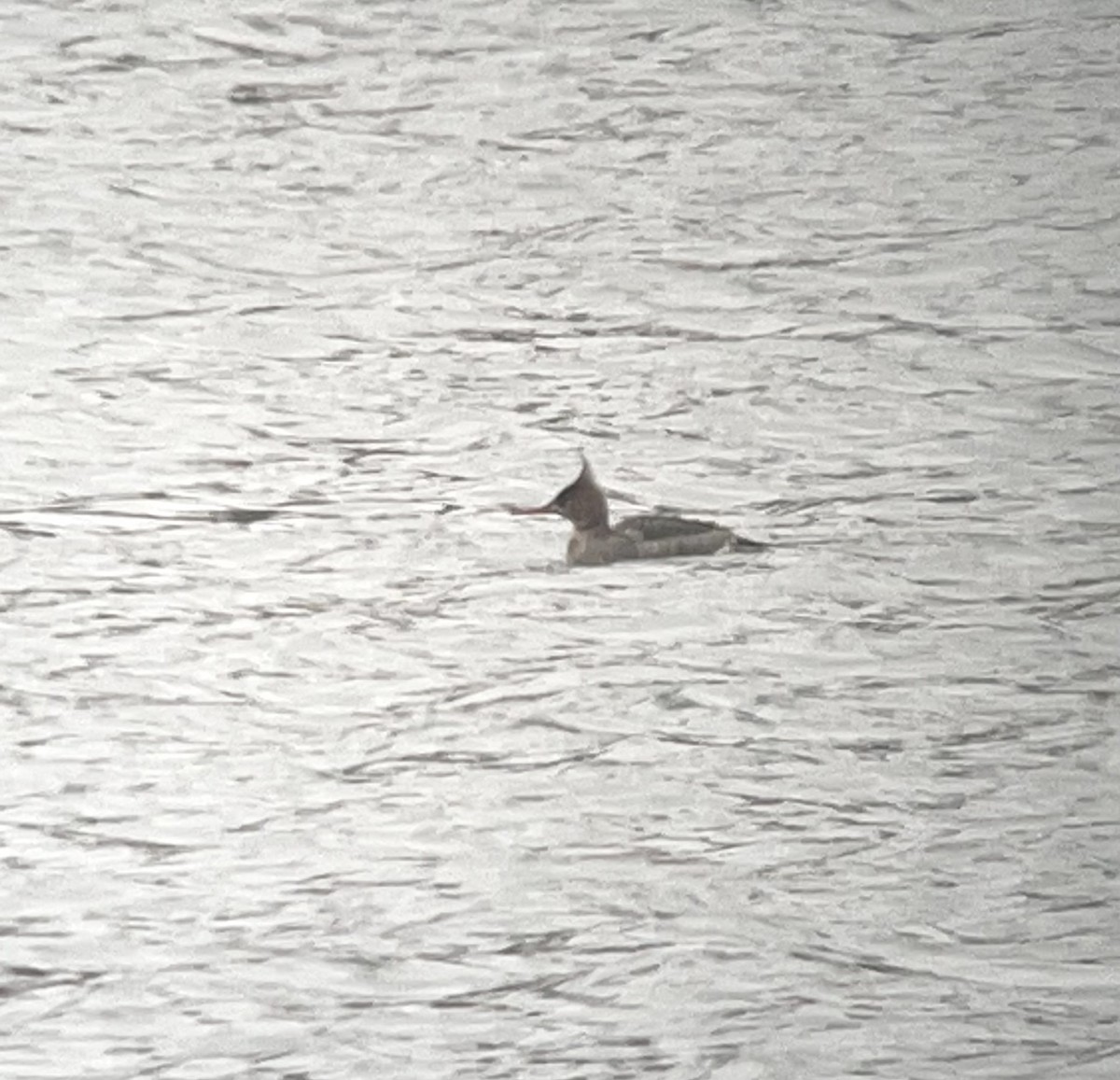 Tarakdiş - ML538710231