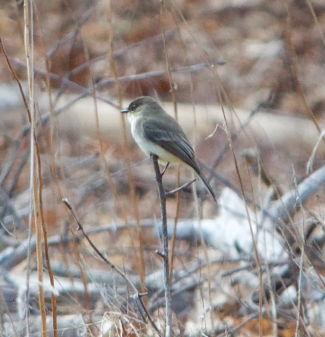 Eastern Phoebe - ML53871141