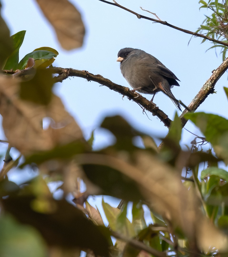 Paramo Seedeater - Lars Petersson | My World of Bird Photography
