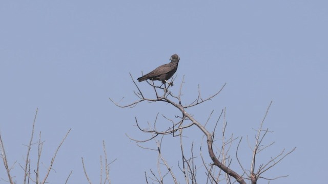 Brown Snake-Eagle - ML538713651