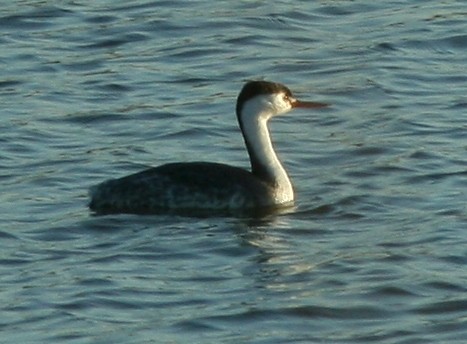 Clark's Grebe - ML538713681