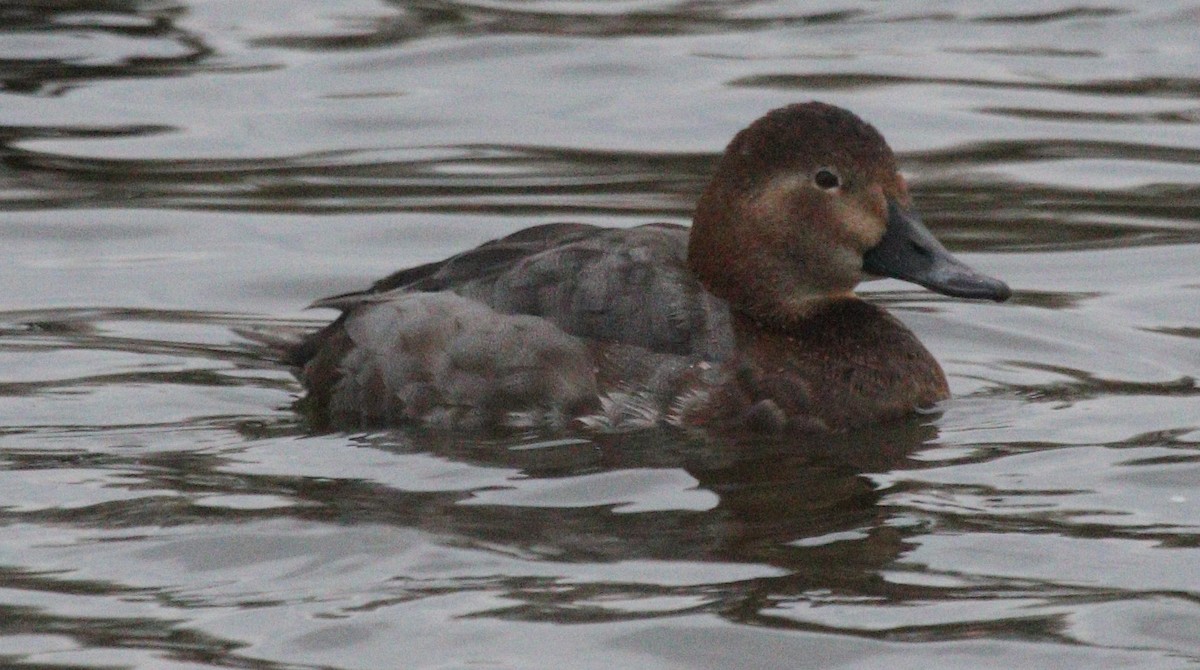 Common Pochard - ML538714721