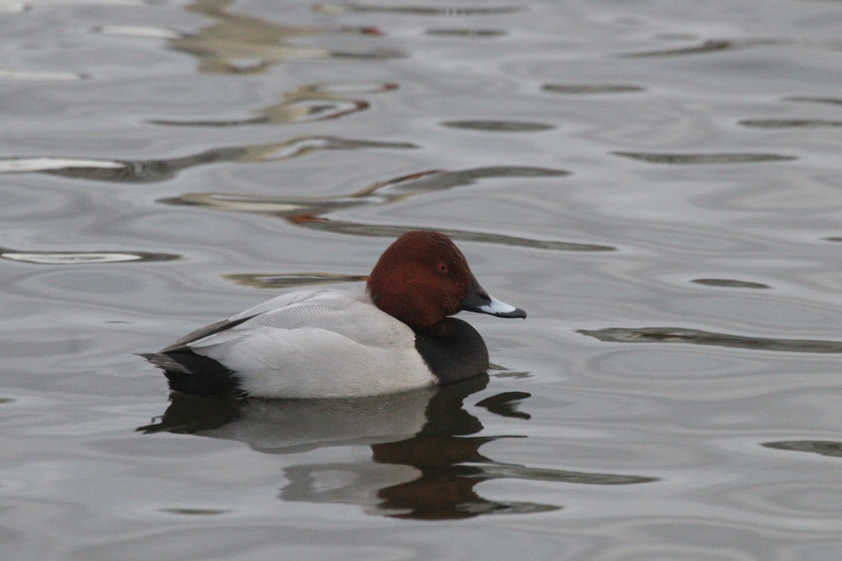 Common Pochard - ML538714731