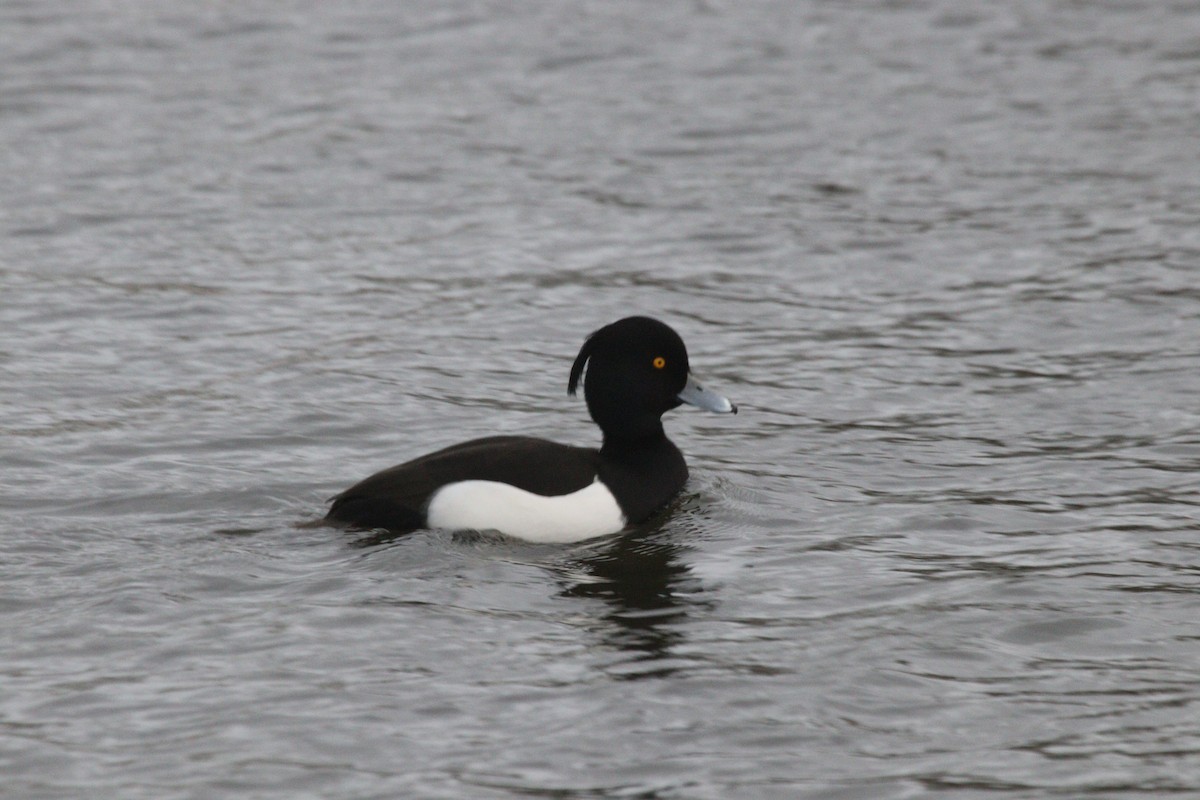 Tufted Duck - ML538714851