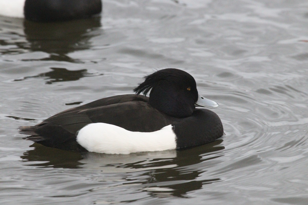 Tufted Duck - ML538714861