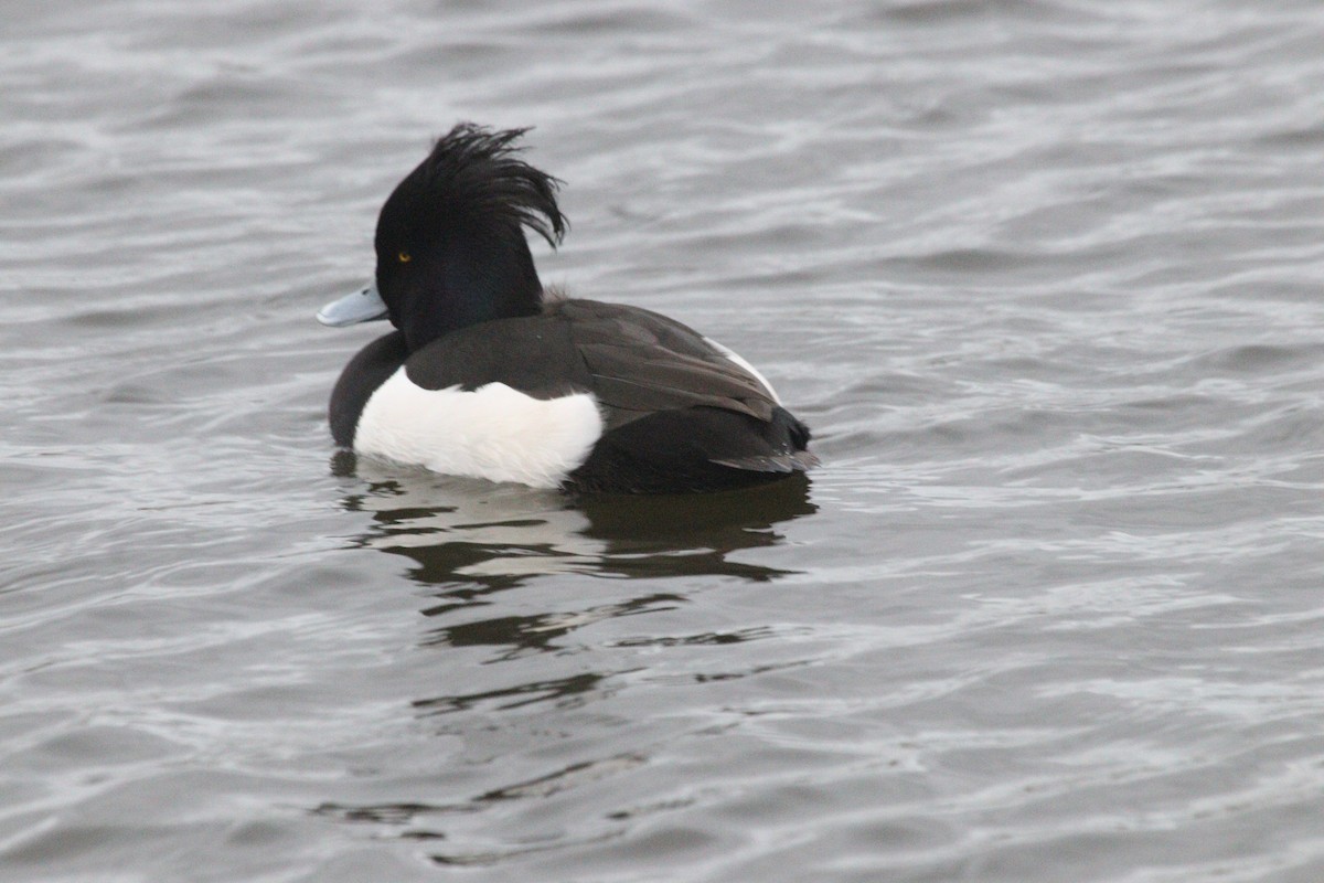 Tufted Duck - ML538714871