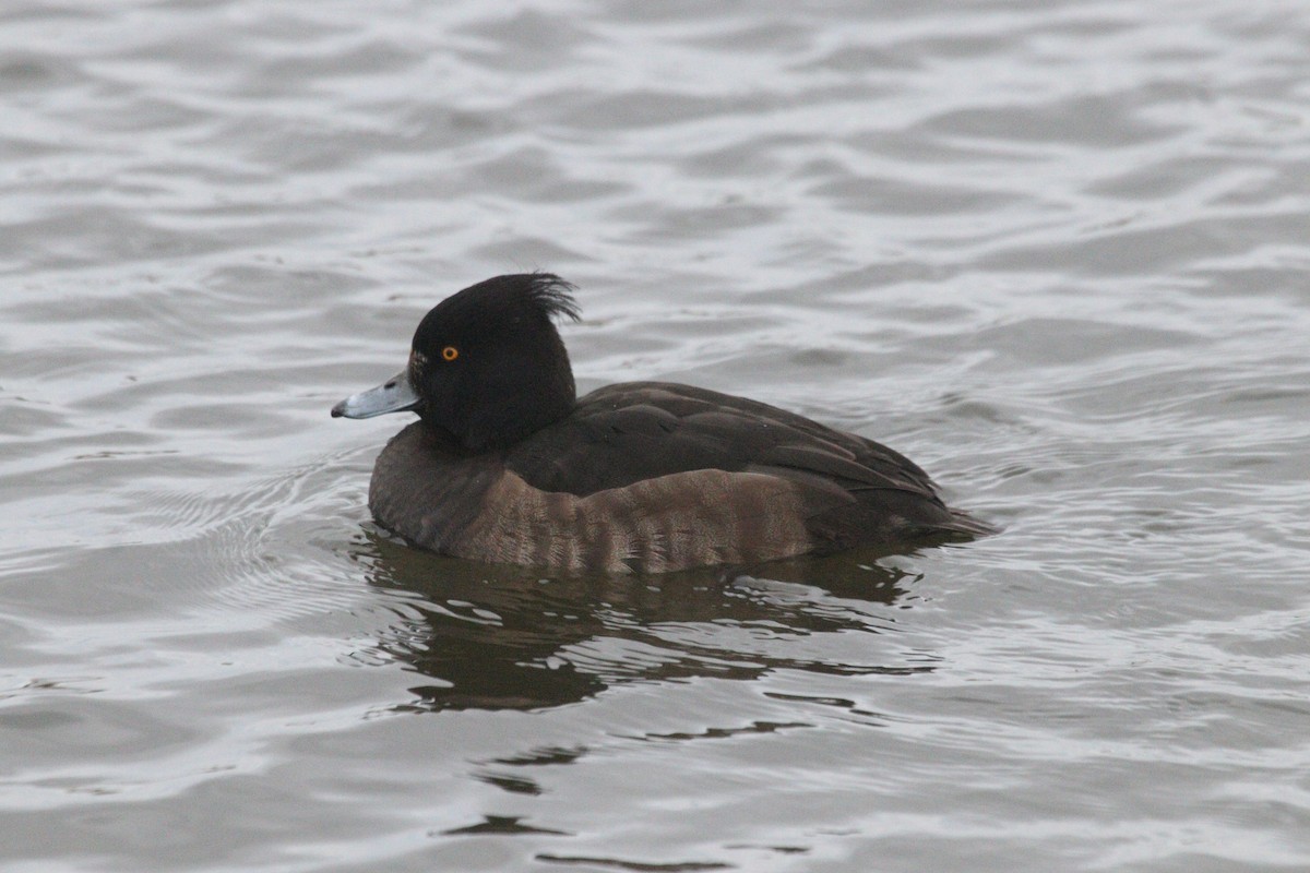 Tufted Duck - ML538714881