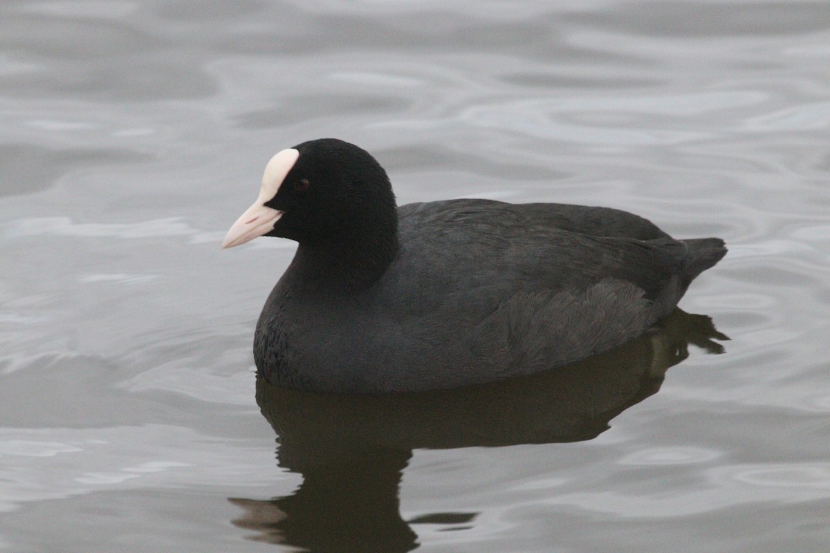 Eurasian Coot - ML538715001