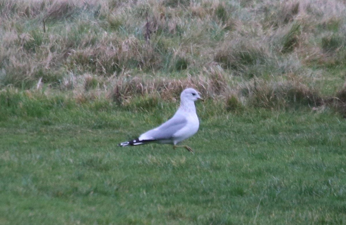 Common Gull - ML538716001